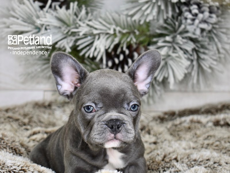 French Bulldog - 5986 Image #1
