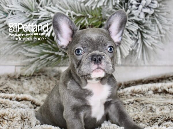 [#5985] Blue Female French Bulldog Puppies For Sale
