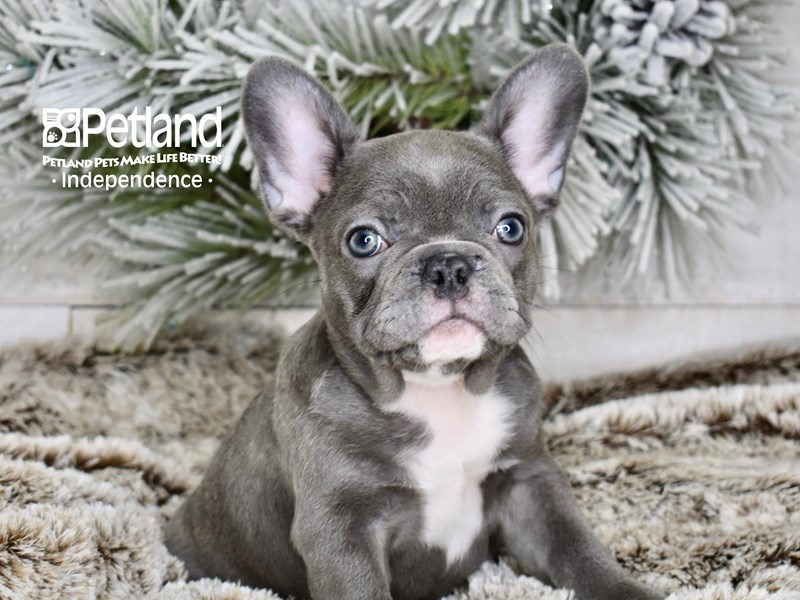 French Bulldog - 5985 Image #1