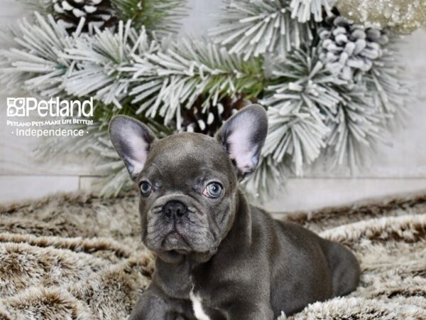 [#5987] Blue Female French Bulldog Puppies For Sale