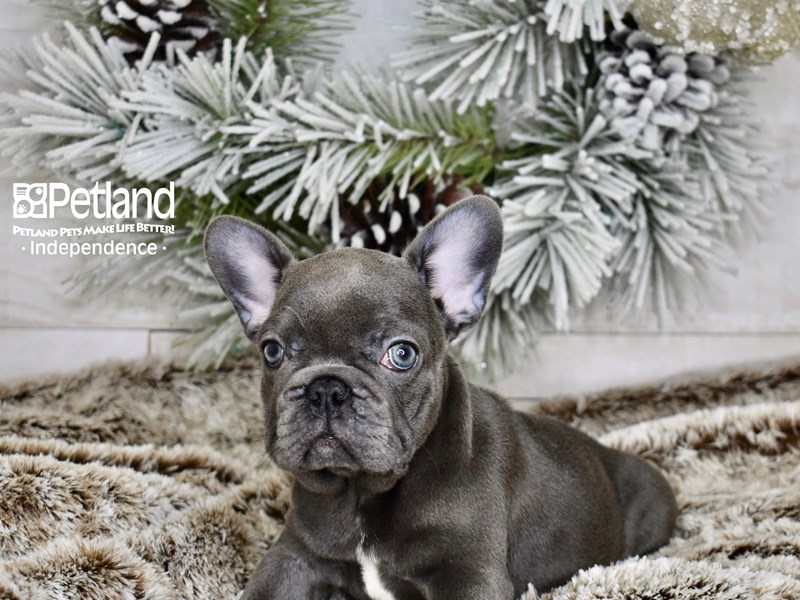 French Bulldog - 5987 Image #1