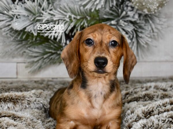 [#5975] Wild Boar Male Dachshund Puppies For Sale