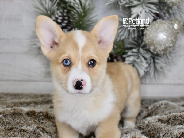 [#5993] Red White Markings Male Pembroke Welsh Corgi Puppies For Sale