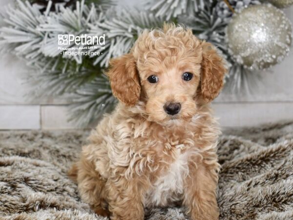 [#5998] Red Male Poodle Puppies For Sale