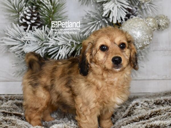 [#5999] Red Female Miniature Bernedoodle 2nd Gen Puppies For Sale