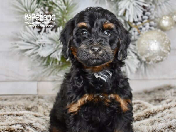 [#5996] Black & Tan Male Miniature Bernedoodle 2nd Gen Puppies For Sale