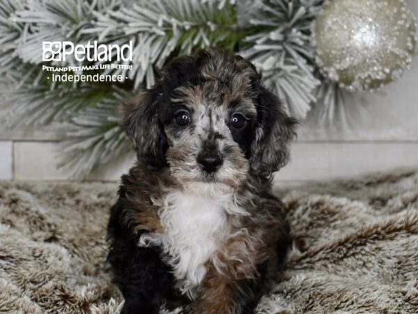 [#5997] Chocolate Merle Male Poodle Puppies For Sale