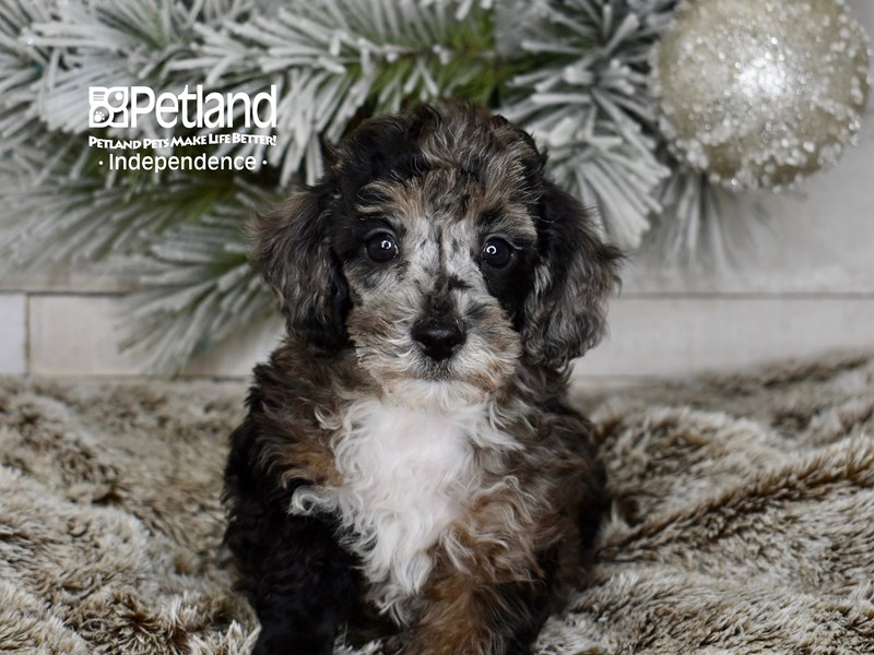 Poodle - 5997 Image #1
