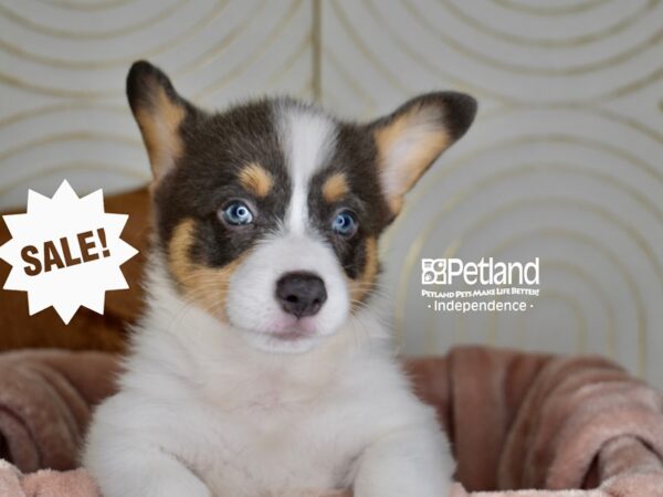 [#5909] Blue, Tan, & White Male Pembroke Welsh Corgi Puppies For Sale