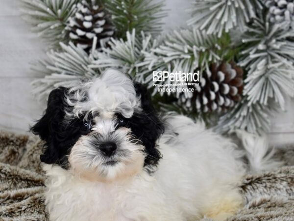 [#6003] Black & White Male Shih Poo Puppies For Sale