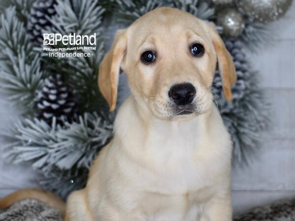 [#6010] Yellow Male Labrador Retriever Puppies For Sale