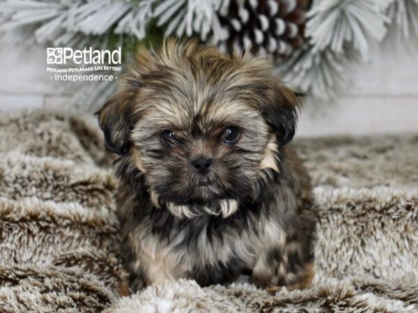 [#6013] Sable Female Shih Tzu Puppies For Sale