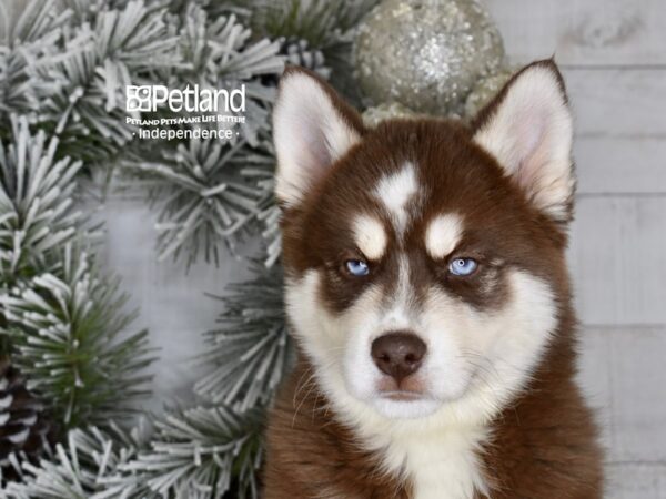 [#6014] Chocolate & White, Tan Markings Male Pomsky Puppies For Sale