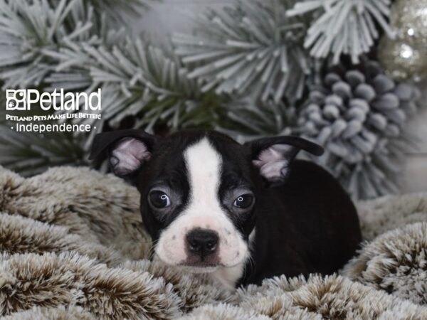 [#6016] Black Brindle & White Male Boston Terrier Puppies For Sale