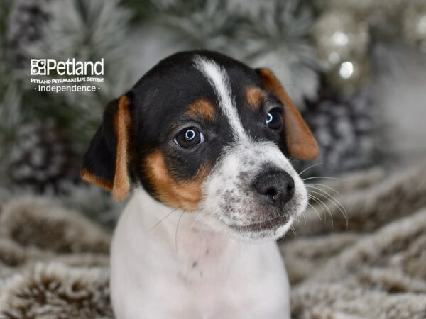 [#6020] White, Black, Tan Male Jack Russell Terrier Puppies For Sale