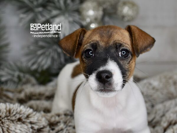 [#6019] White & Tan Female Jack Russell Terrier Puppies For Sale