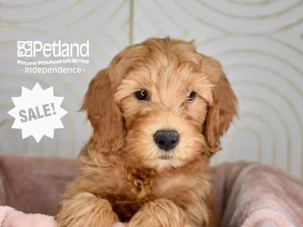 [#5949] Red Female Miniature Goldendoodle 2nd Gen Puppies For Sale