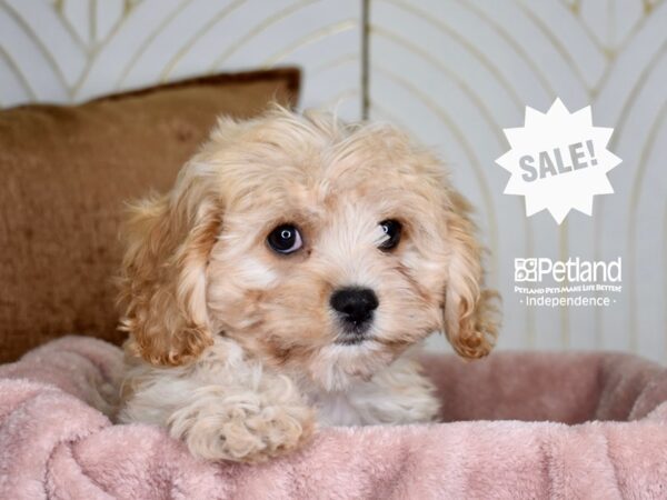 [#5926] Apricot Female Cavapoo Puppies For Sale
