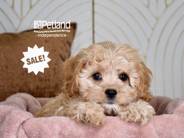[#5925] Apricot Female Cavapoo Puppies For Sale