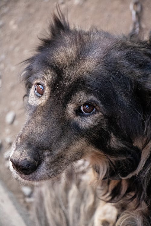 The Longest Living Breeds of Dog and Ways to Ensure a Longer Life