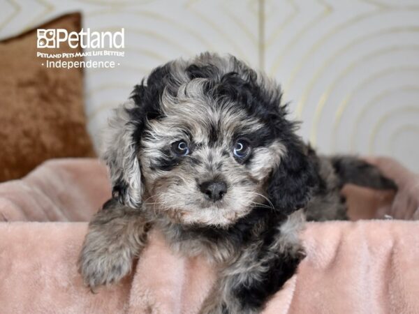 [#5959] Blue Merle Female Cavapoo Puppies For Sale