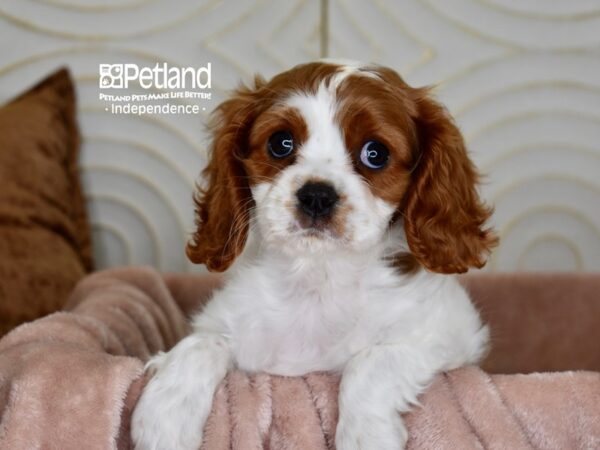 [#5964] Blenheim Female Cavalier King Charles Spaniel Puppies For Sale