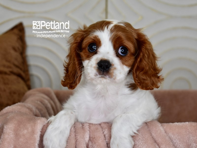 Cavalier King Charles Spaniel - 5964 Image #1