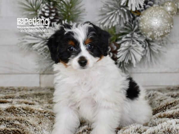 [#5994] Black & White Male Miniature Bernedoodle 2nd Gen Puppies For Sale