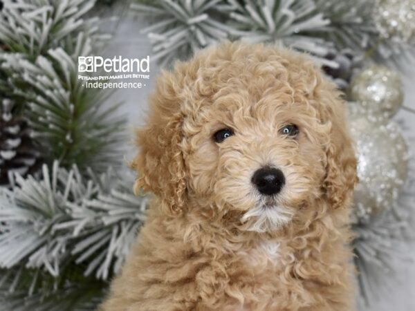 [#6002] Apricot Female Miniature Goldendoodle 2nd Gen Puppies For Sale