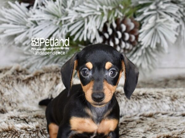 [#6005] Black & Tan Female Dachshund Puppies For Sale
