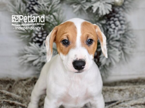 [#6007] White Tan Markings Male Jack Russell Terrier Puppies For Sale