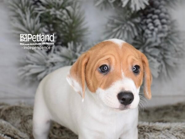 [#6006] White Tan Markings Male Jack Russell Terrier Puppies For Sale