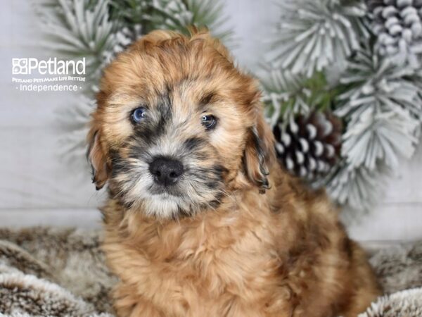 [#6009] Wheaten Male Whoodle Puppies For Sale