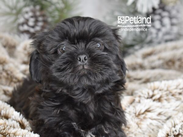 [#6022] Black Female Shih Tzu Puppies For Sale