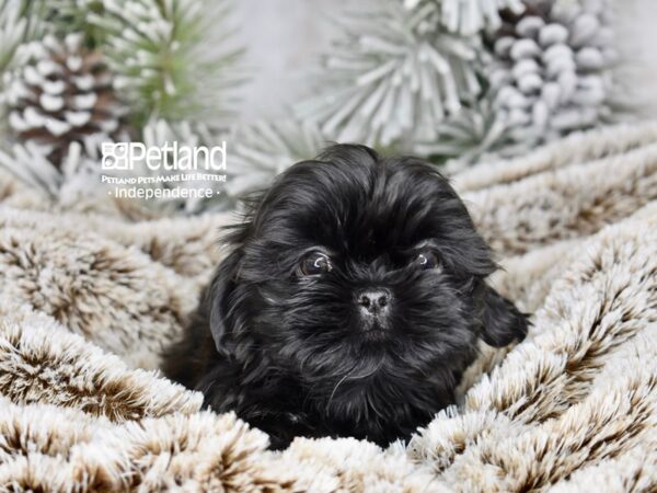 [#6021] Black Female Shih Tzu Puppies For Sale