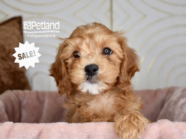 [#5951] Red Female Miniature Goldendoodle 2nd Gen Puppies For Sale