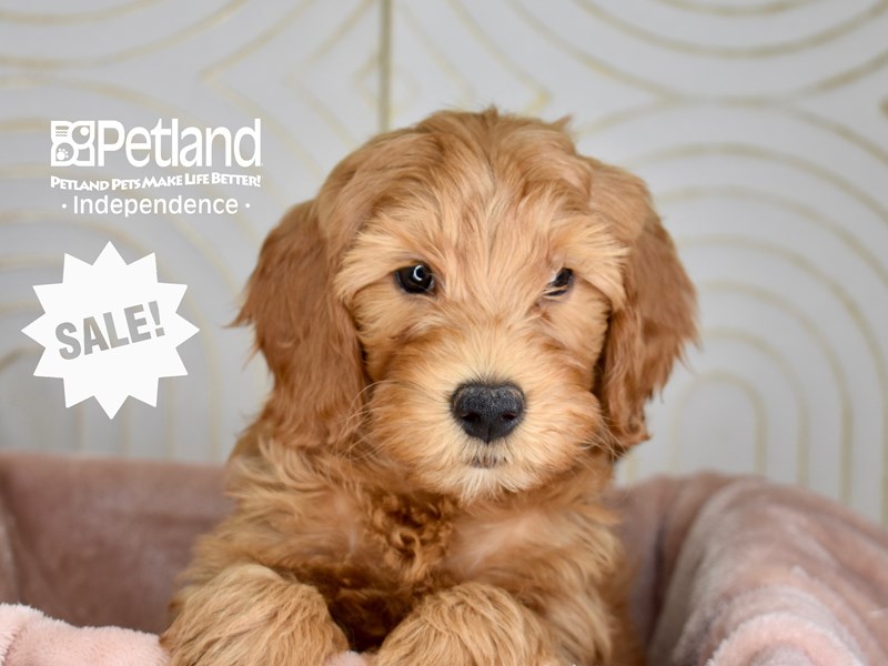 Miniature Goldendoodle 2nd Gen - 5949 Image #1