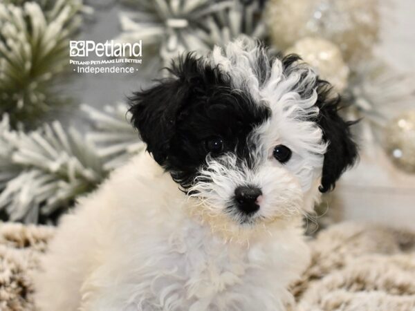 [#6034] Black & White Female Miniature Poodle Puppies For Sale