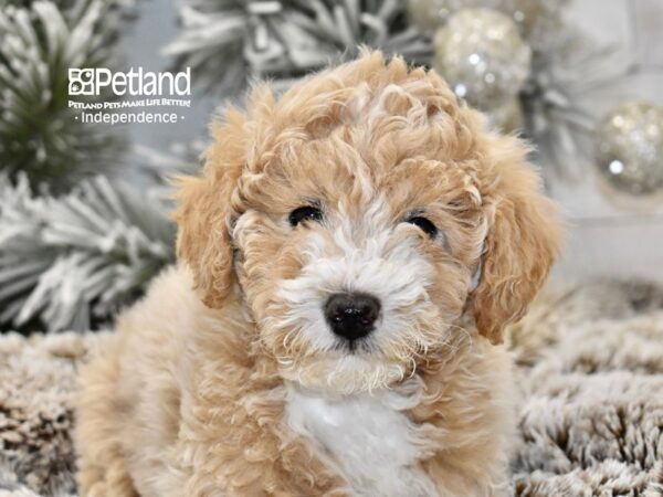 [#6033] Apricot Male Miniature Poodle Puppies For Sale