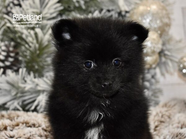 [#6029] Black Female Pomsky 2nd Gen Puppies For Sale