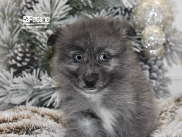 [#6028] Blue Merle Female Pomsky 2nd Gen Puppies For Sale