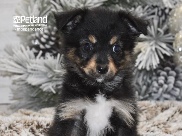 [#6030] Black, Tan, & White Female Toy Australian Shepherd Puppies For Sale
