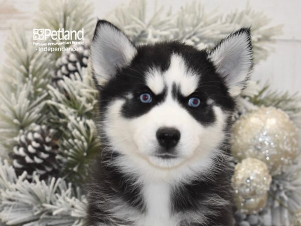 [#6027] Black & White Male Siberian Husky Puppies For Sale