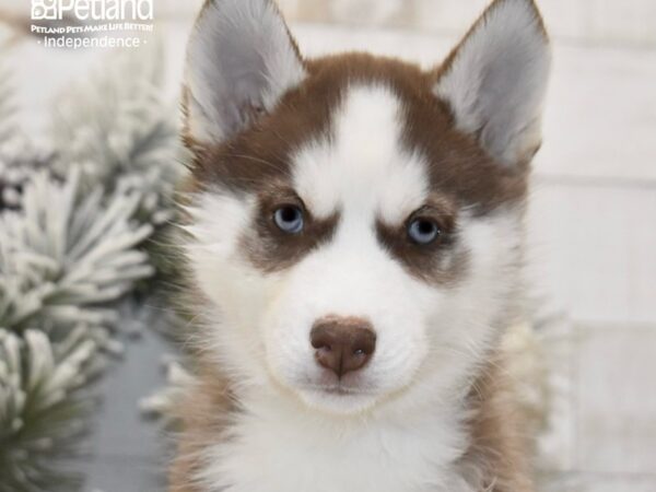 [#6026] Red & White Female Siberian Husky Puppies For Sale