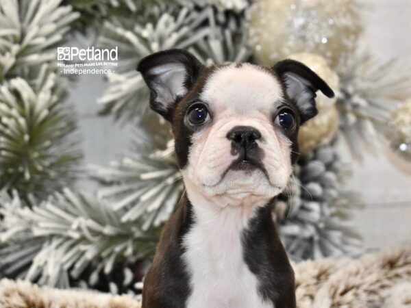 [#6023] Black / White Female Boston Terrier Puppies For Sale