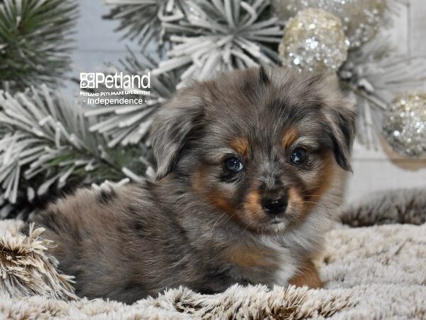 [#6032] Blue Merle Male Toy Australian Shepherd Puppies For Sale