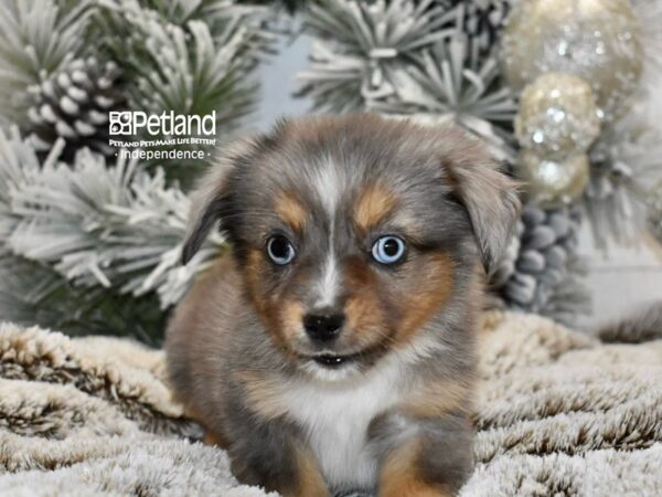 [#6031] Blue Merle Female Toy Australian Shepherd Puppies For Sale