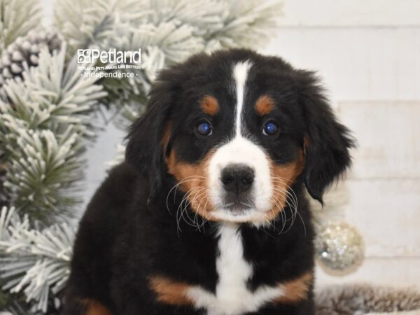 [#6025] Black, Rust, & White Female Bernese Mountain Dog Puppies For Sale
