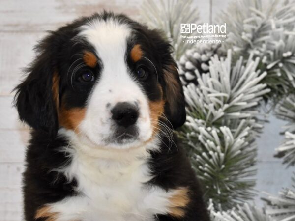 [#6024] Black, Rust, & White Male Bernese Mountain Dog Puppies For Sale