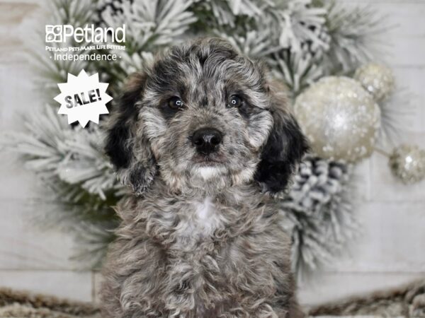 [#5990] Blue Merle Male Miniature Goldendoodle 2nd Gen Puppies For Sale